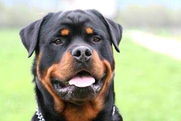 Von Williams’ Haus Rottweilers - Dog Breeders