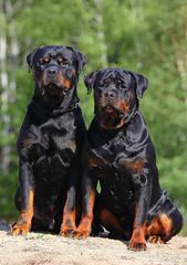 Top Ranked Show Champions – Black Onyx Rottweilers - Dog and Puppy Pictures