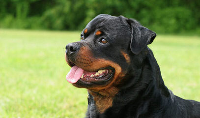 Rottweiler Puppies Vom Wu-Tang Top Quality German Bloodlines - Dog Breeders