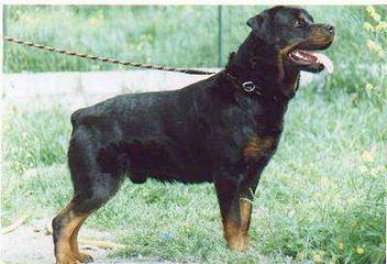 Wolfcrests Natural Born Bobtail Rottweilers - Dog and Puppy Pictures