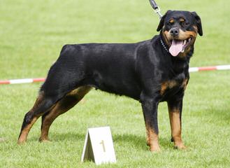 Rottweiler Kennel Principium - Dog Breeders