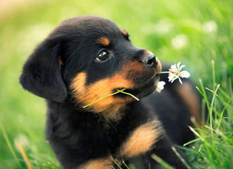 Natural Born Bobtail Rottweilers - Dog and Puppy Pictures