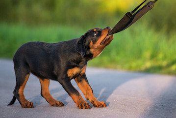 Dogue De Bordeaux/Rottwieler - Dog Breeders