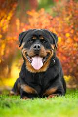 Wolfcrests Natural Born Bobtail Rottweilers - Dog Breeders