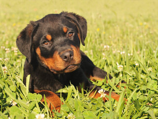 Trojan Perm. Reg’d. Rottweilers - Dog Breeders