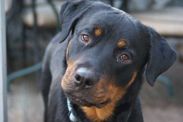 Miniature Rottweilers, Meagle Puppies - Dog and Puppy Pictures