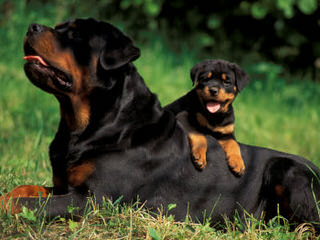 Rottweiler Puppies Vom Wu-Tang Top Quality German Bloodlines - Dog and Puppy Pictures