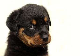 Natural Born Bobtail Rottweilers - Dog Breeders