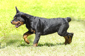 Rottie Land Pups For Sale - Dog Breeders