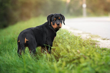 Rottweiler Puppies Vom Wu-Tang Top Quality German Bloodlines - Dog and Puppy Pictures