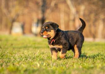 Miniature Rottweilers, Meagle Puppies - Dog and Puppy Pictures