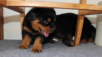 Unique Rottweilers - Dog Breeders