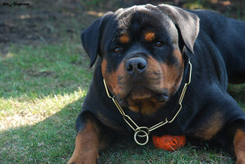 Von Beaverden’s German Rottweilers - Dog Breeders