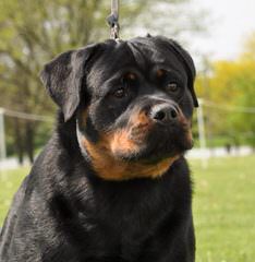 Baltasar Rottweilers - Dog Breeders