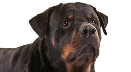 Germen Rottweilers - Dog Breeders