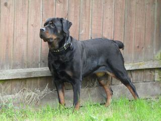 Natural Born Bobtail Rottweilers - Dog Breeders