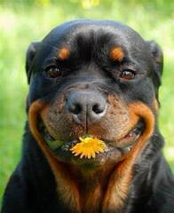 Offenburgher Reg. Rottweilers - Dog Breeders