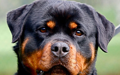 World Class Rottweilers - Dog Breeders