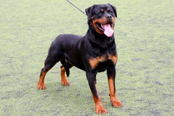 Trojan Perm. Reg’d. Rottweilers - Dog Breeders