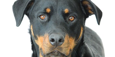 Top Ranked Show Champions – Black Onyx Rottweilers - Dog Breeders
