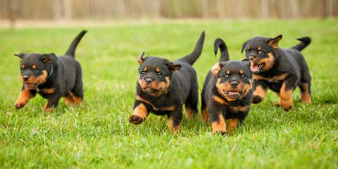 Offenburgher Reg. Rottweilers - Dog and Puppy Pictures