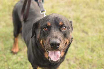 Offenburgher Reg. Rottweilers - Dog Breeders