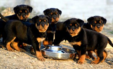 Dream maker’s puppies - Dog Breeders