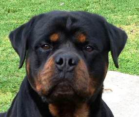 Offenburgher Rottweilers - Dog Breeders