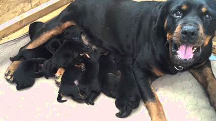 Adorable Rottwieler Pups, Great Tempertments - Dog Breeders