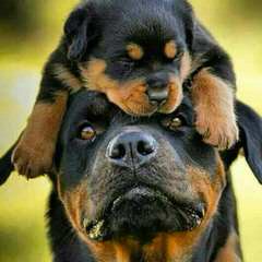 Ol Country Rotties - Dog Breeders