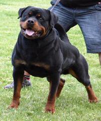 Rottweiler Puppies - Dog Breeders