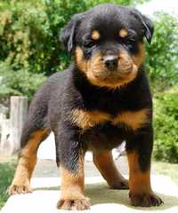 Baltasar Rottweilers - Dog and Puppy Pictures