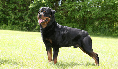 Rottweiler Puppies Vom Wu-Tang Top Quality German Bloodlines - Dog and Puppy Pictures