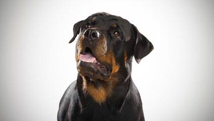 Von Beaverden’s German Rottweilers - Dog and Puppy Pictures