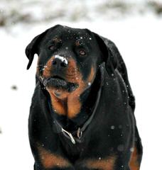 Gold Hill Rottweiler Kennels - Dog Breeders