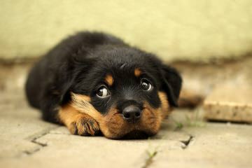 Vom Grossen Rottweilers - Dog Breeders