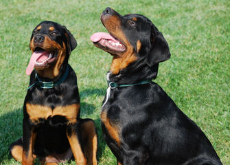 Miniature Rottweilers, Meagle Puppies - Dog Breeders