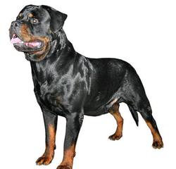 Offenburgher Reg. Rottweilers - Dog and Puppy Pictures