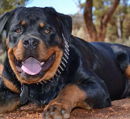 Von Williams’ Haus Rottweilers - Dog Breeders