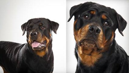 Von Williams’ Haus Rottweilers - Dog Breeders