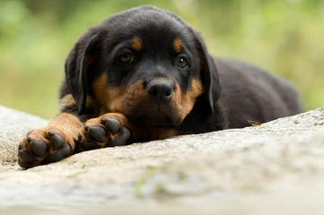 Vom Rommelfaenger Rottweilers - Dog Breeders