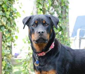 Von Beaverden’s German Rottweilers - Dog and Puppy Pictures