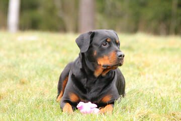 Natural Born Bobtail Rottweilers - Dog Breeders