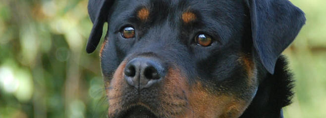 Vom Grossen Rottweilers - Dog and Puppy Pictures