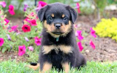 Vom Grossen Rottweilers - Dog Breeders