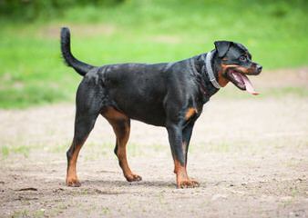 Creighton Debry - Dog Breeders