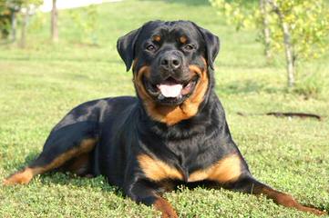 Rottweiler Kennel Principium - Dog and Puppy Pictures