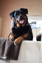 Von Williams’ Haus Rottweilers - Dog Breeders