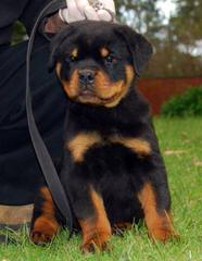 Vom Rommelfaenger Rottweilers - Dog and Puppy Pictures