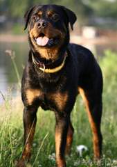 Offenburgher Reg. Rottweilers - Dog and Puppy Pictures